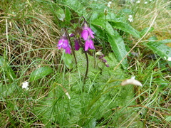 Primula matthioli