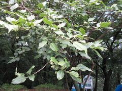 Euonymus hamiltonianus