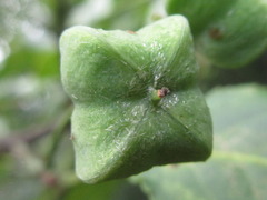 Euonymus hamiltonianus