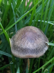 Panaeolus cinctulus