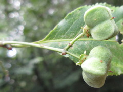 Euonymus hamiltonianus