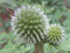 Echinops setifer