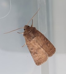 Hoplodrina octogenaria