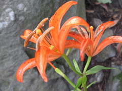 Lilium tsingtauense