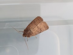 Hoplodrina octogenaria