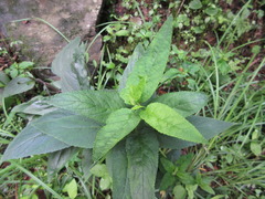 Scrophularia kakudensis