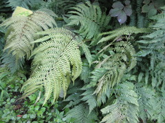 Dryopteris fuscipes
