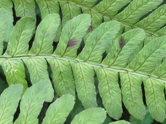 Dryopteris fuscipes