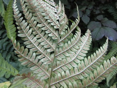 Dryopteris fuscipes
