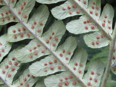 Dryopteris fuscipes
