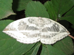 Cyclidia substigmaria