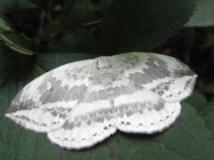 Cyclidia substigmaria