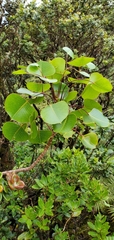 Cheirodendron platyphyllum