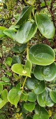 Smilax melastomifolia