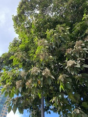 Aleurites moluccanus