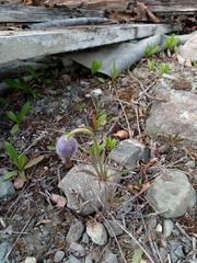 Pulsatilla dahurica