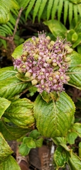Hydrangea arguta