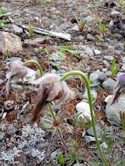 Pulsatilla dahurica