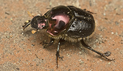Onthophagus dandalu