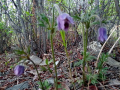 Pulsatilla dahurica