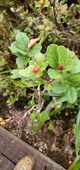 Vaccinium calycinum