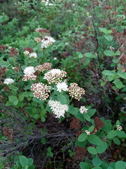 Spiraea beauverdiana