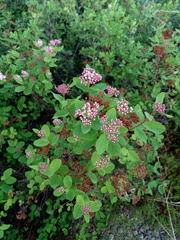 Spiraea beauverdiana