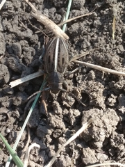 Dorcadion holosericeum