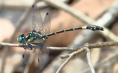 Austroepigomphus praeruptus