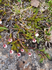 Harrimanella hypnoides