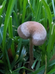 Panaeolus cinctulus