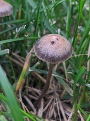 Panaeolus cinctulus
