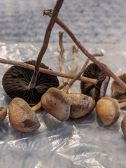Panaeolus cinctulus