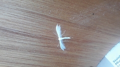 Pterophorus pentadactyla