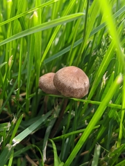 Panaeolus cinctulus