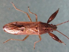 Pachygrontha antennata