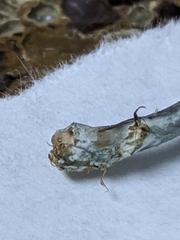 Panaeolus cinctulus