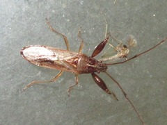 Pachygrontha antennata