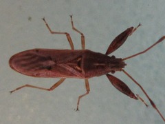 Pachygrontha antennata