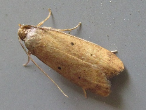 Pseudodoxia
