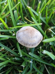 Panaeolus cinctulus