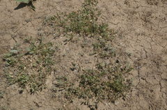 Atriplex pedunculata