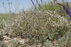 Goniolimon rubellum
