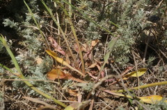 Goniolimon rubellum