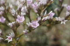 Goniolimon rubellum