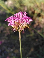 Centranthus lecoqii