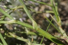 Goniolimon rubellum