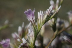 Goniolimon rubellum