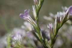Goniolimon rubellum