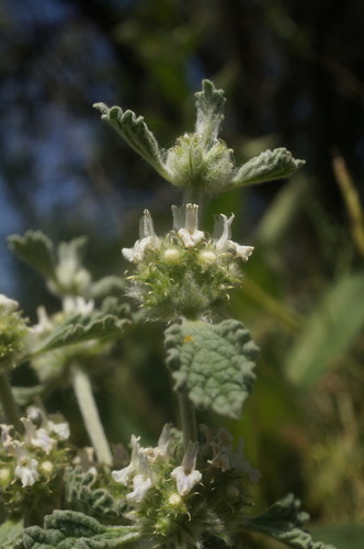 Marrubium vulgare